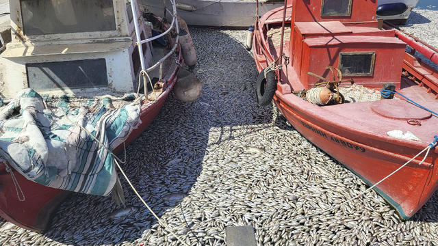 Dead Fish Wash Up At The Shores Of Volos City 