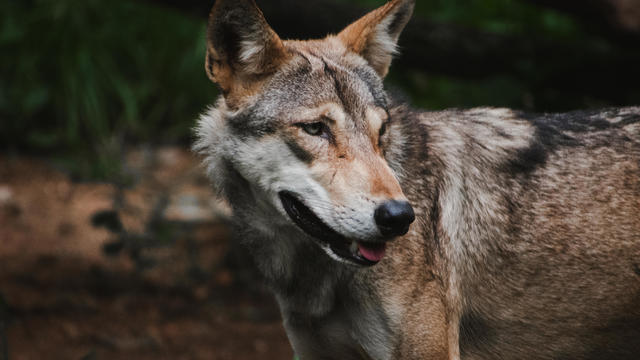 Portrait of Indian wolf in the jungle (Canis lupus pallipes) 