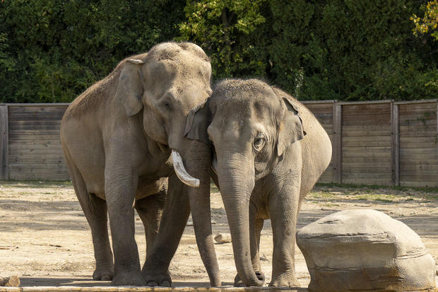 asian-elephant-sabu-and-sunny-7048-amanda-carberry-columbus-zoo-and-aquarium.jpg 