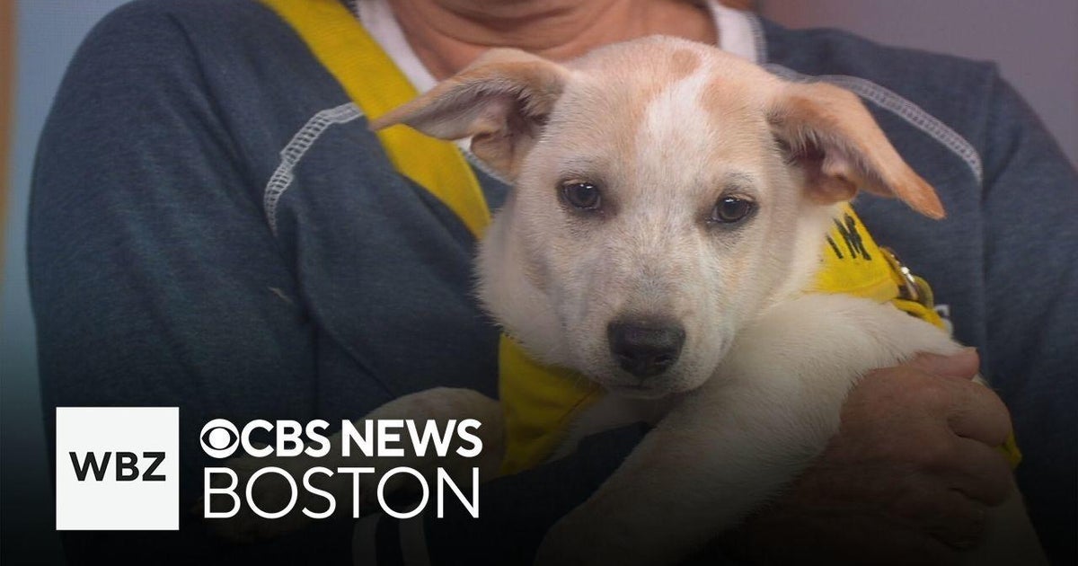Puppies from Tennessee up for adoption at Shultz’s Guest House in