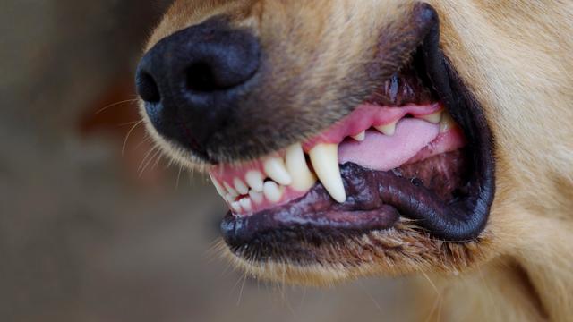 Close-Up of Aggressive Dog Showing Teeth 