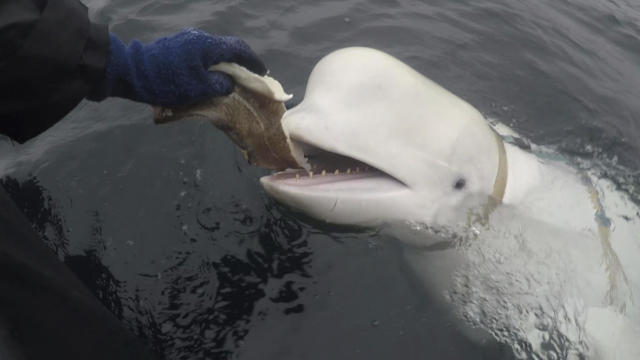 Norway-Beluga-Whale 