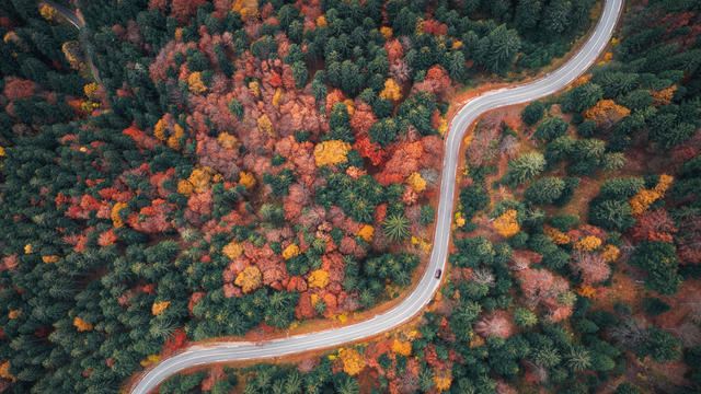 Autumn Drive 