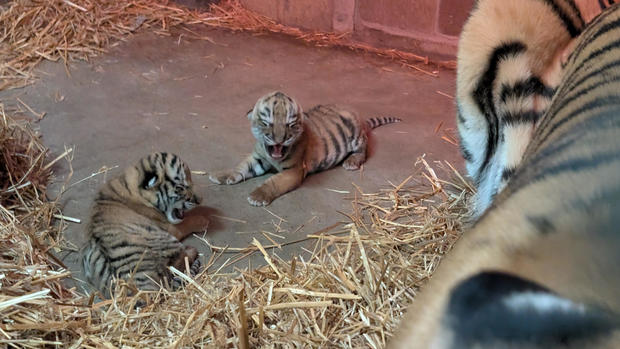 cubs-eyes-still-closed.jpg 