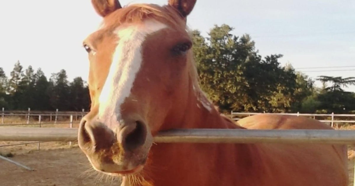 Sacramento County woman has desperate plea for help in search for sick, missing horse