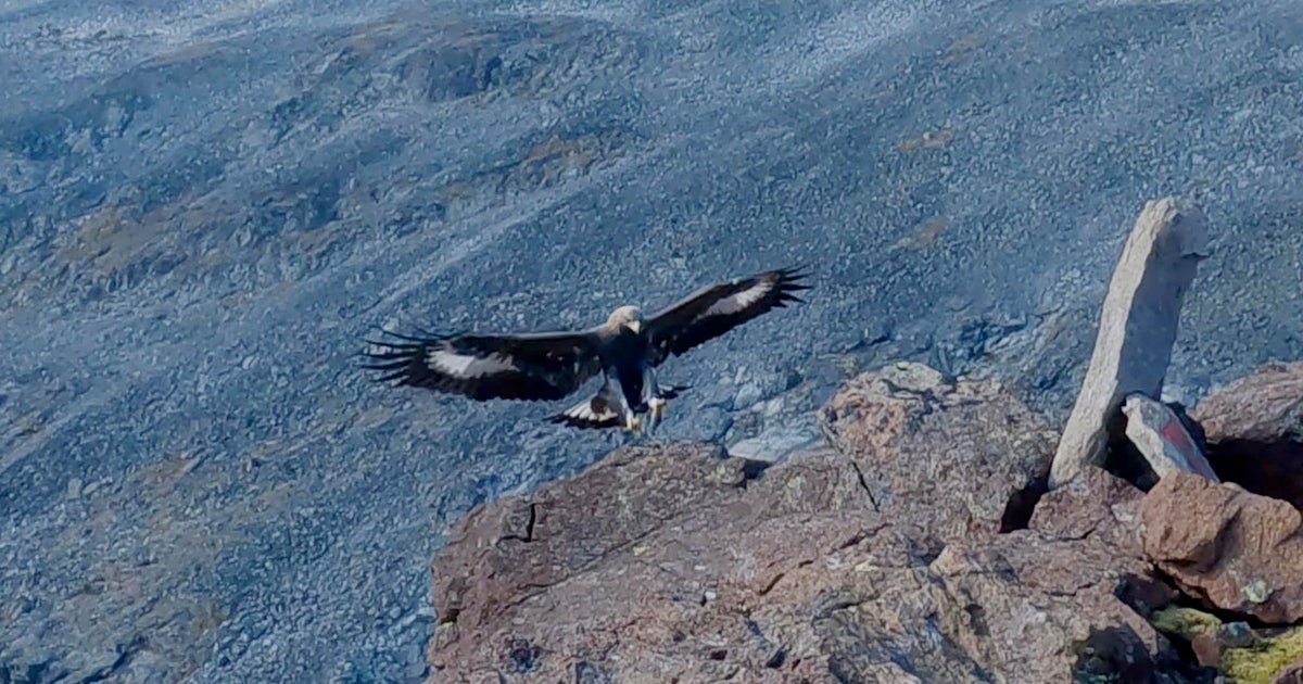 Golden eagle attacks 20-month-old girl and 3 others in Norway, causing deep  gouges: "It kept coming back" - CBS News