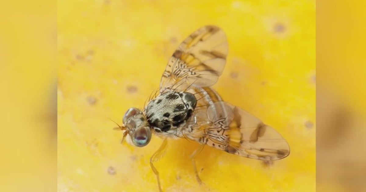 Discovery of single Med fly in Alameda County leads to quarantine zone ...