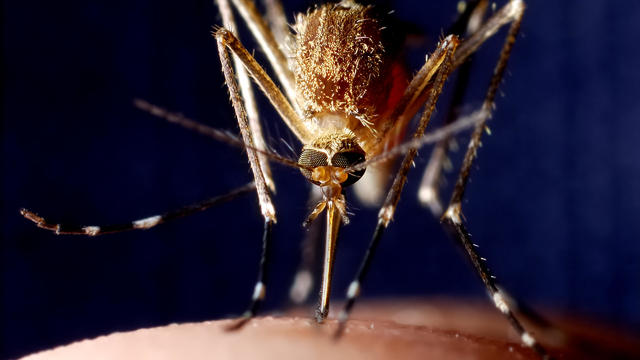 Close up of mosquito on human skin 