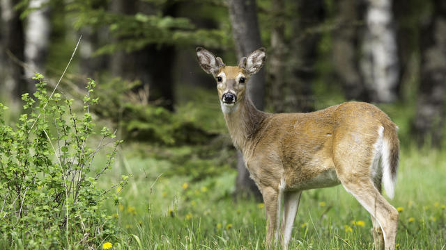 Adult White-tailed deer, Odocoileus virginianus, in Cypress Hills Interprovincial Park 