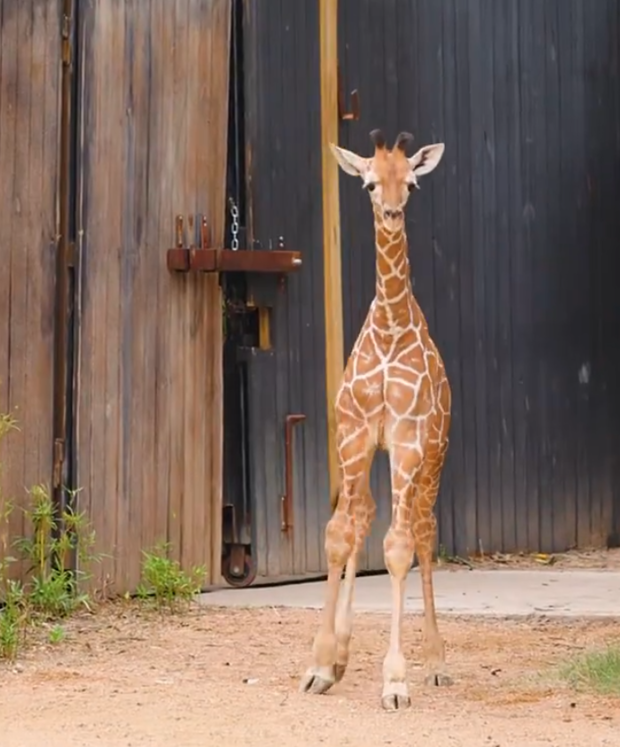 new-baby-giraffe-fort-worth-zoo.png 