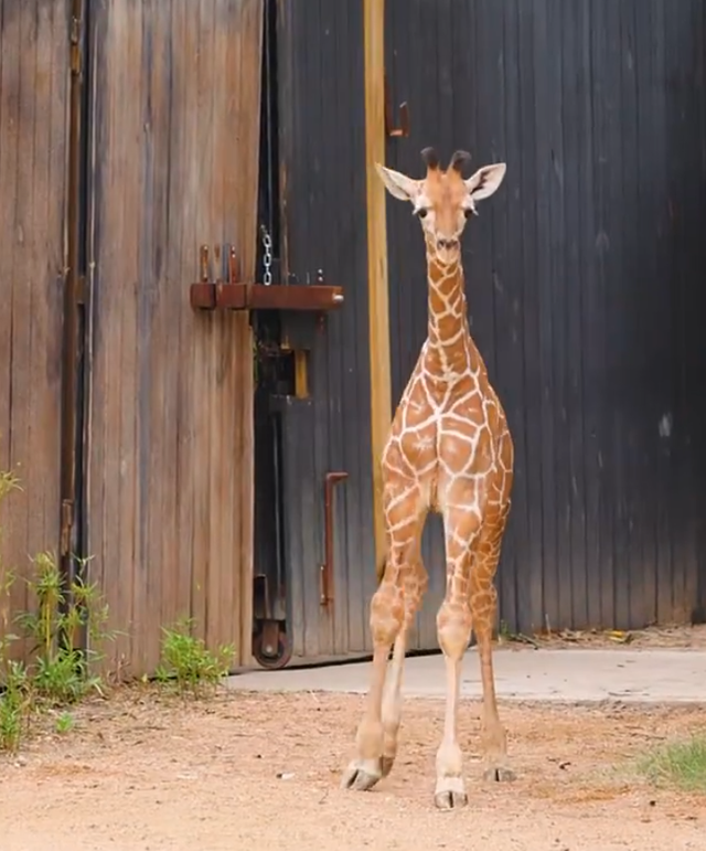 new-baby-giraffe-fort-worth-zoo.png