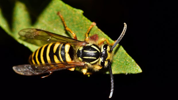 Southern Yellowjacket Vespula squamosa wasp at night on a leaf.