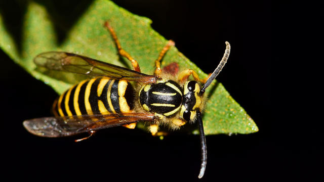 Southern Yellowjacket Vespula squamosa wasp at night on a leaf. 