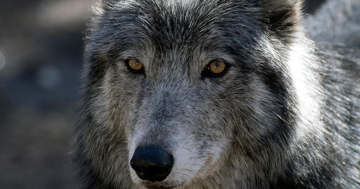 Wyoming could adjust the law that allows killing wolves with vehicles