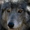 Man accused of torturing, killing wolf in Wyoming agrees to plea deal