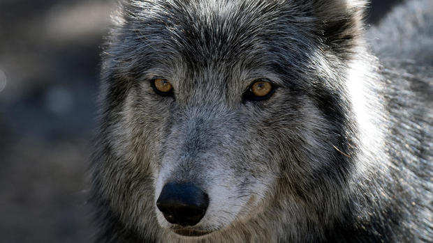 US-ENVIRONMENT-NATURE-WOLVES 