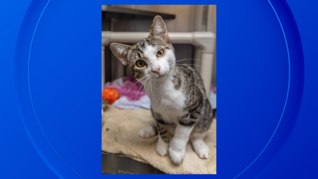 7-month kitten rescued in Ypsilanti after shot with BB gun, Humane society says 