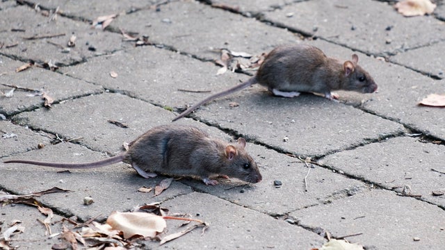 Two Rats