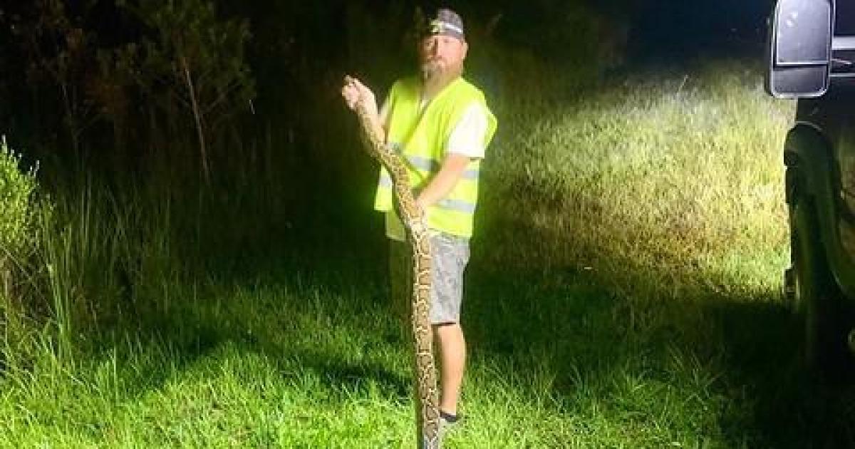 Florida Python Challenge winner removes 20 Burmese pythons to earn $10,000 prize; novice hunter catches longest snake