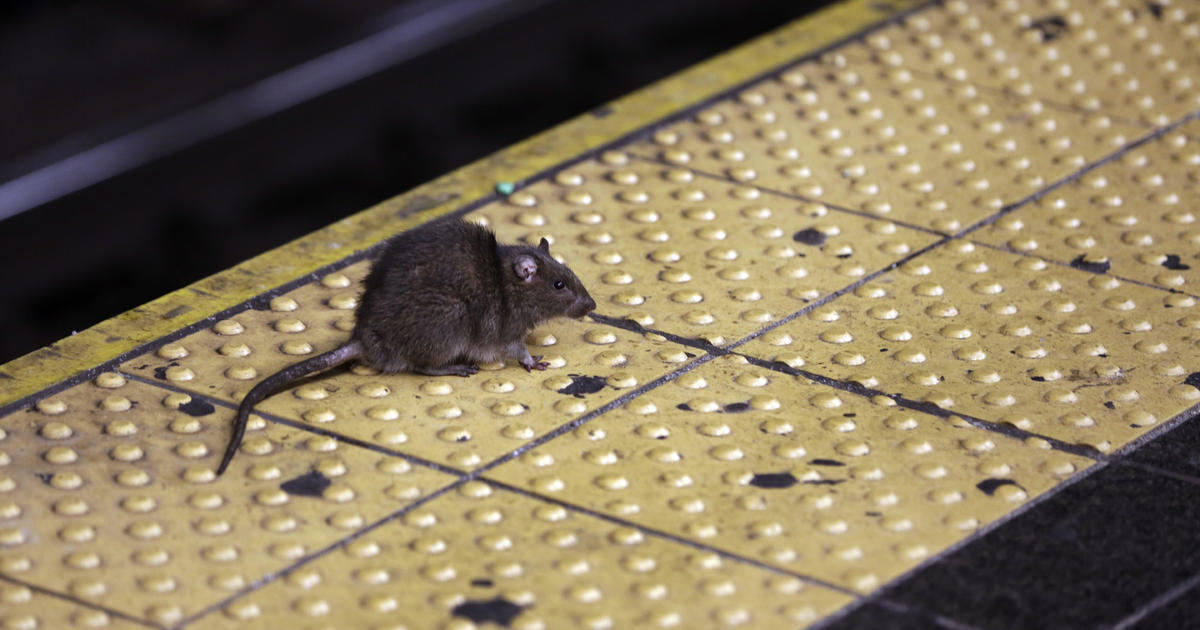 NYC hosting 1st ever National Urban Rat Summit to strategize in war on rats