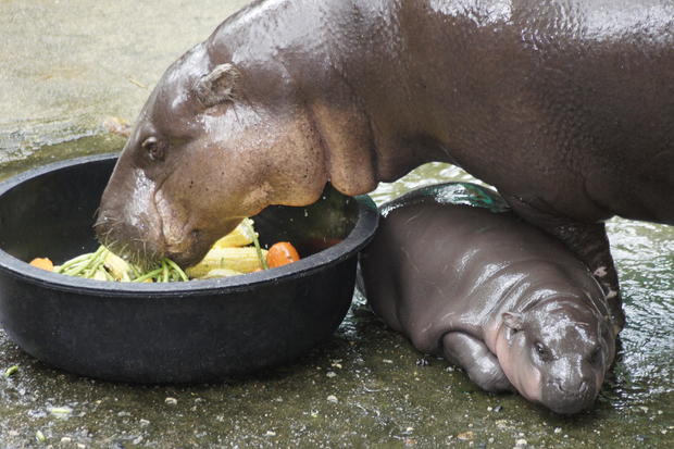 Dwarf hippopotamus "Moo Deng" in Thailand 