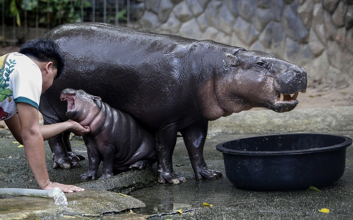 Moo Deng the baby hippo finds fame as a small Thai zoo's online 