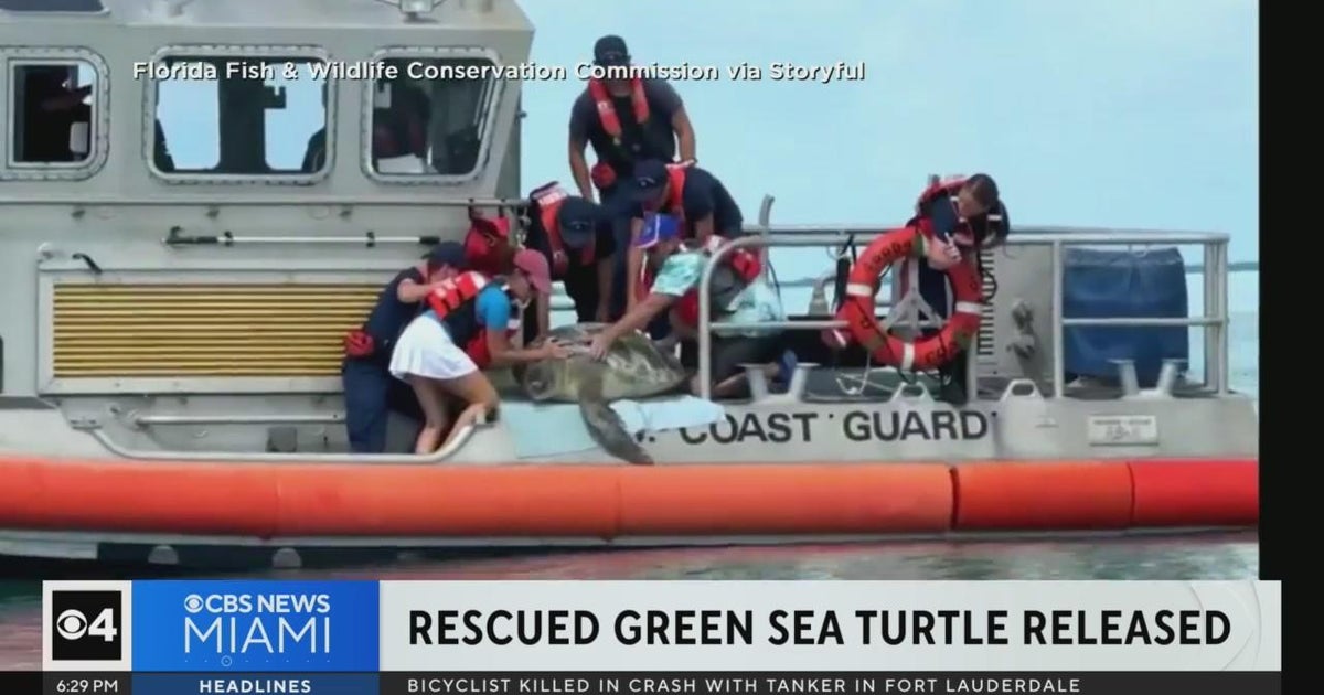Rescued green sea turtle released after treated by South Florida vets ...