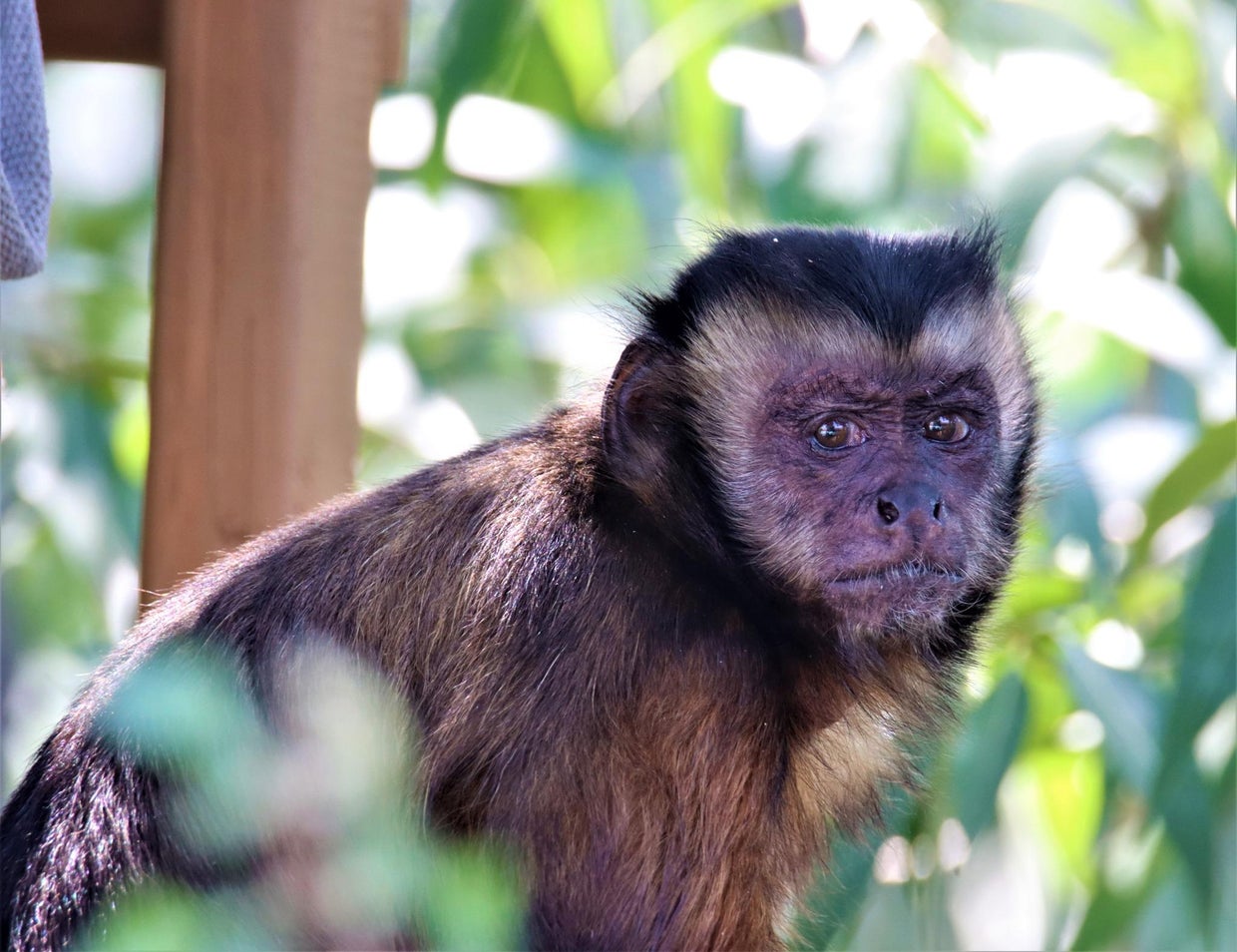 Denver Zoo announces passing of Katie, popular capuchin who loved to ...