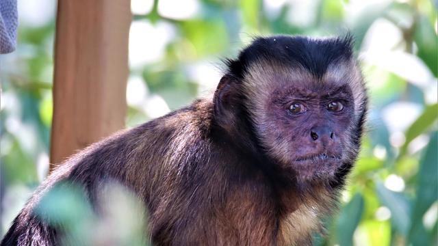 katie-capuchin-monkey-denver-zoo.jpg 