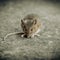 Flight makes emergency landing after mouse climbs out of boxed meal