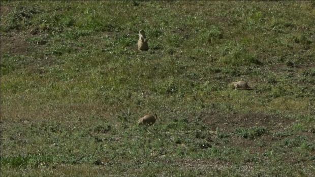 prairie-dogs-1.jpg 