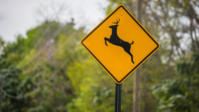 Deer crossing caution sign for drivers 