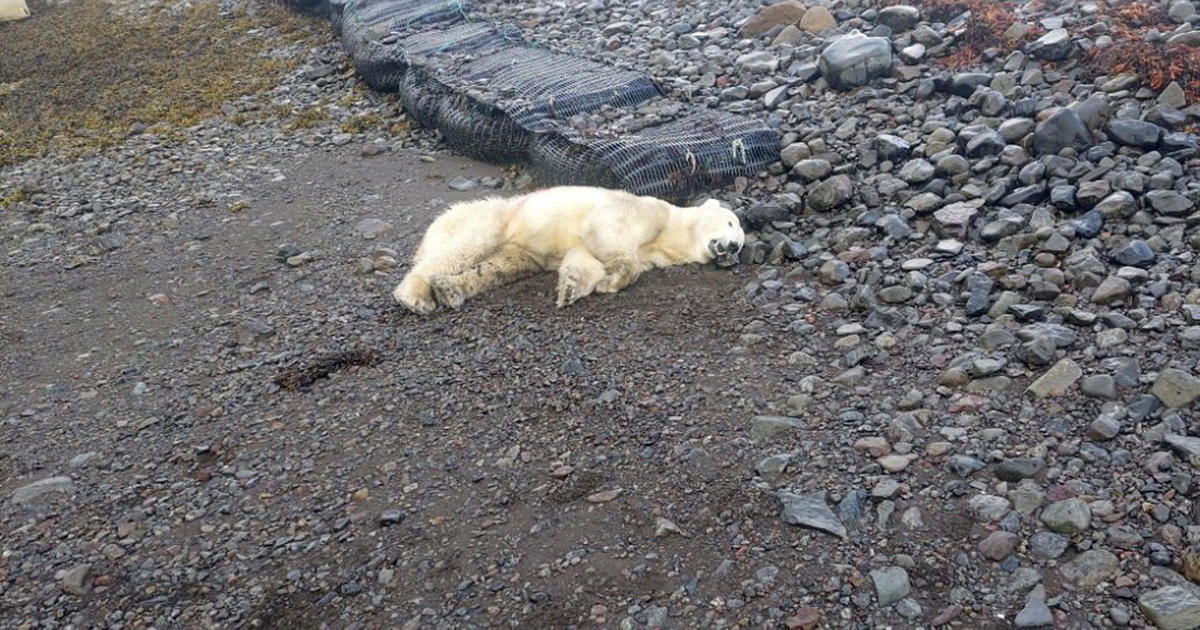 Rare polar bear spotted on shores in Iceland shot dead by police