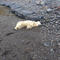 Rare polar bear spotted on shores in Iceland shot dead by police