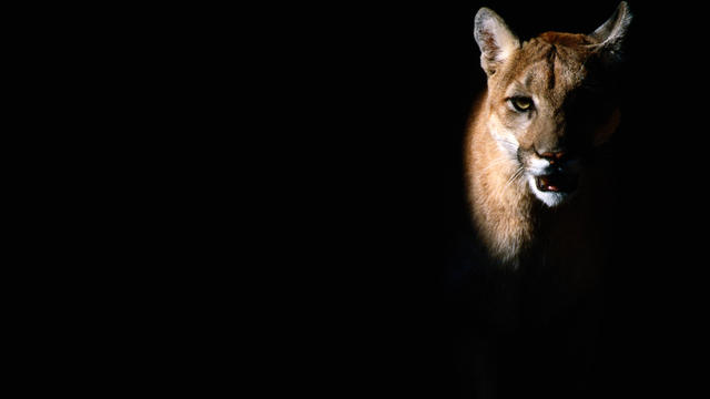 Cougar (Felis concolor), aka puma or mountain lion, Arizona-Sonora Desert Museum, Tucson, United States of America 