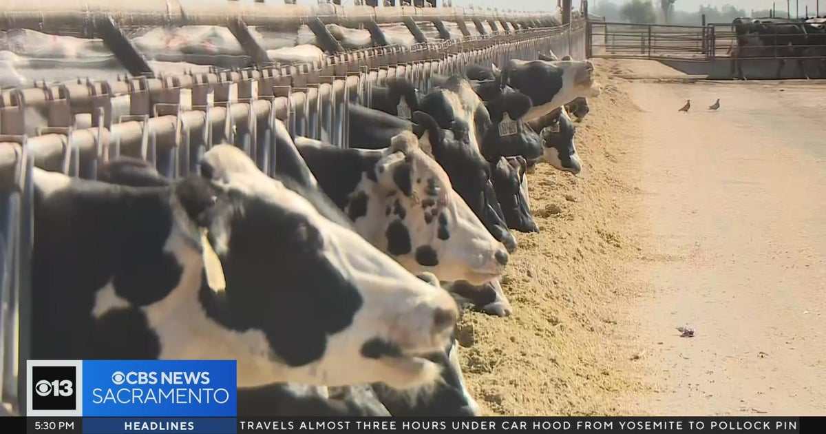 Bird flu outbreak impacting California dairy farms