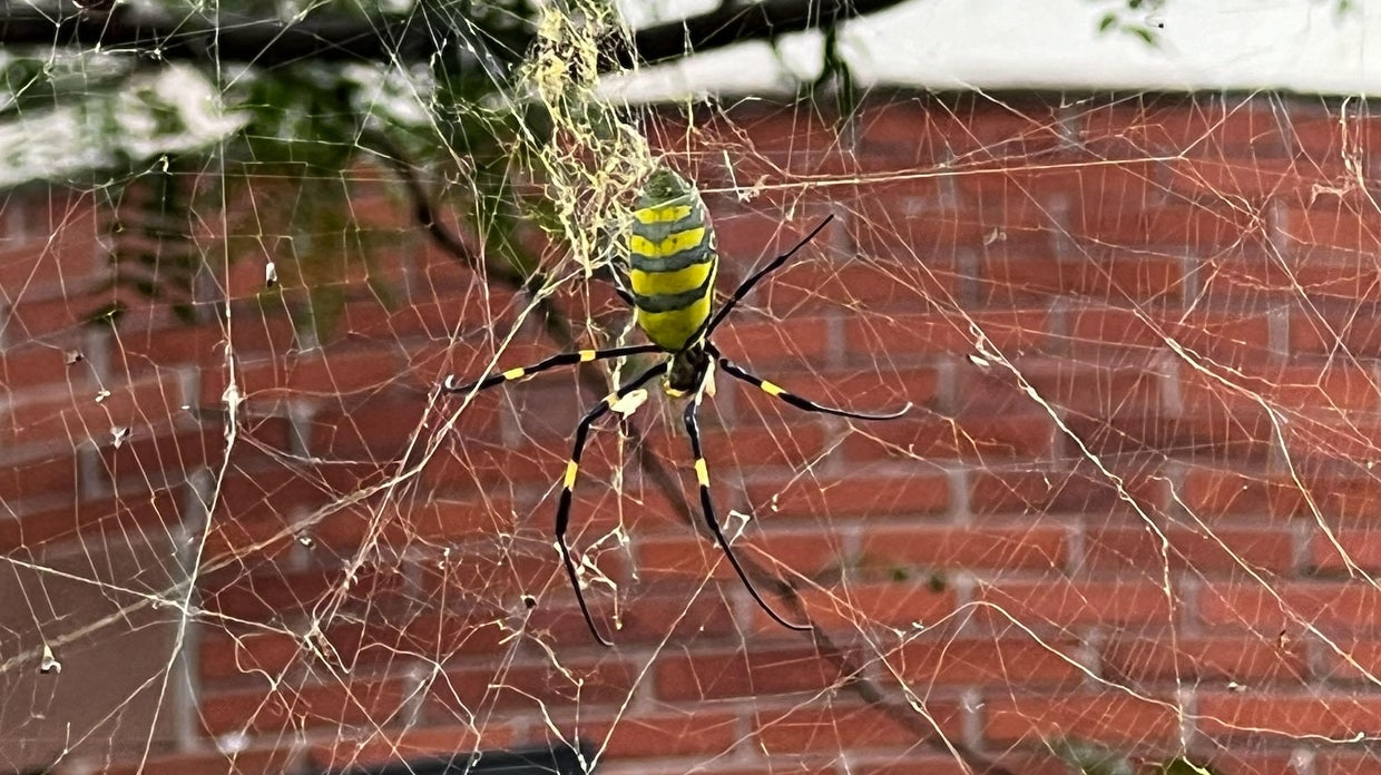 Giant flying Joro spider spotted in Massachusetts for the first time