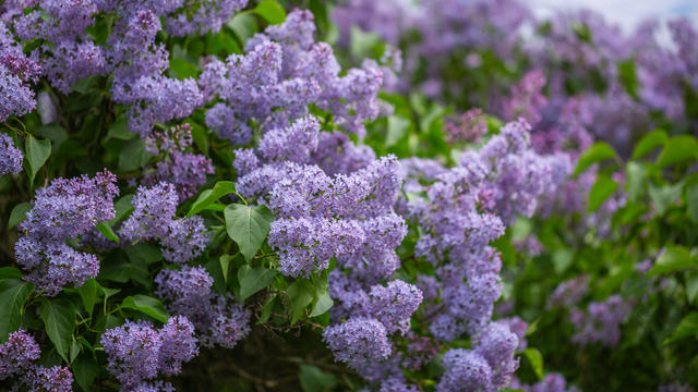 Lilac bushes bloom in the park 