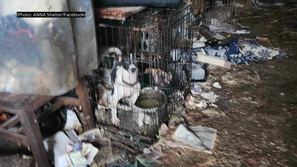 Nearly 30 dogs, cats rescued from deplorable conditions in northern
Pennsylvania