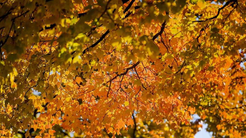 Map shows where the leaves are starting to change across Western
Pennsylvania