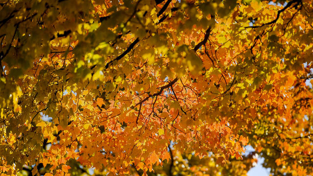 laurel-highlands-fall-foliage.png 