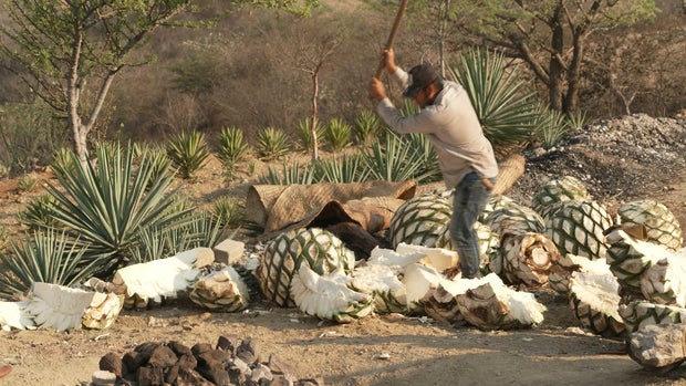 Harvesting agave