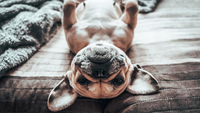 Frenchie life,High angle view of french bullpurebred bulldog relaxing on bed at home 