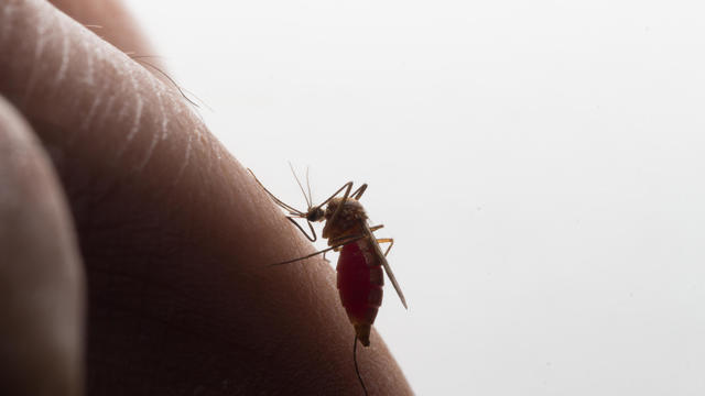 Aedes aegypti. Close up a Mosquito sucking human blood 