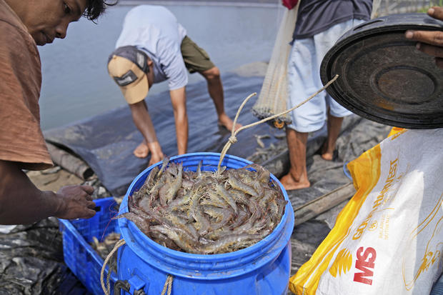 Shrimp Industry Exploitation 