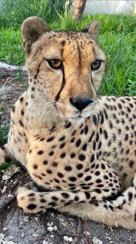 ★デイジー『 Cheetah family B/W 』by Zuberi Terra by Battat Cheetah Family From first day of motherhood