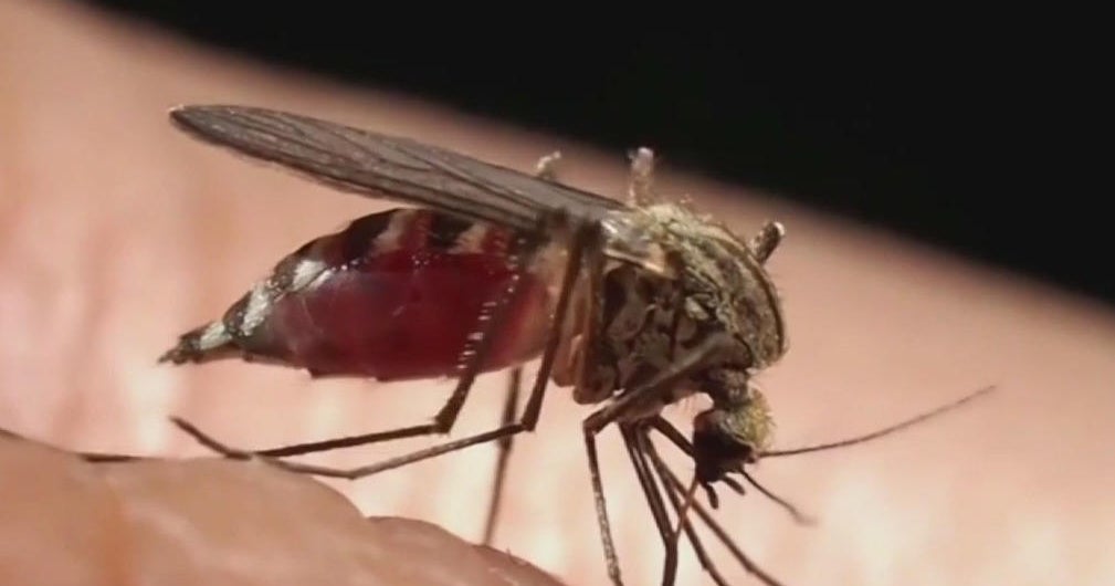 Broward’s Mosquito Control will spray larvacide in areas of Fort Lauderdale