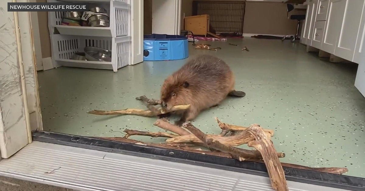 Nibi the beaver ordered released into wild; Massachusetts rescue group