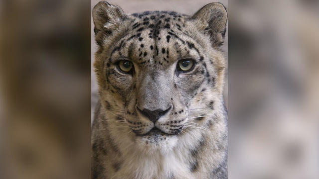 blizzard-snow-leopard.jpg 