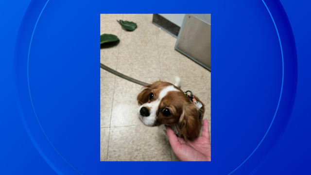 Michigan inmate charged for punching therapy dog in Genesee County Jail 